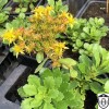 Sedum takesimense - Kamtšatka kukehari C1,5/1,5L